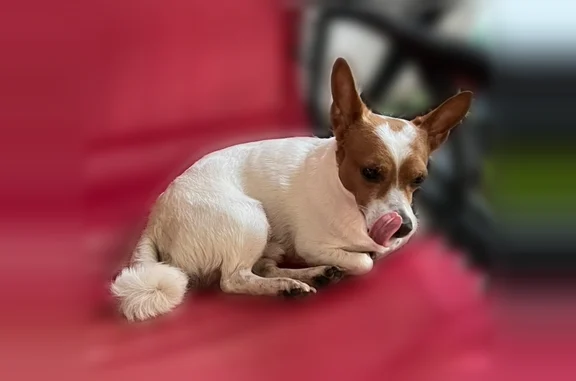 Missing dog Waipahu, photo: Lost dog, Lumiauau Street, 94-820, Waipahu - male, white with brown/tan ears