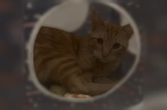 Found cat Little Rock, photo: Found cat, Breckenridge Drive, Little Rock - male, orange with dark orange markings