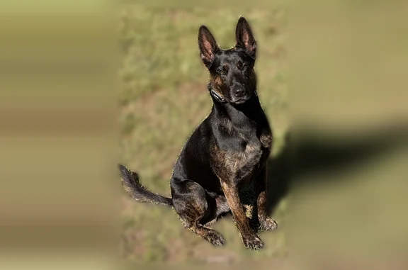 Lost dog, Century Drive, 2569, Petersburg - male - photo