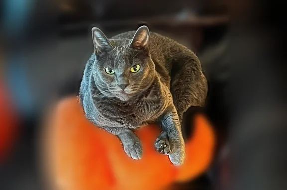 Lost cat, Northeast Williams Street, 33713, Scappoose - female, charcoal grey with green eyes - photo
