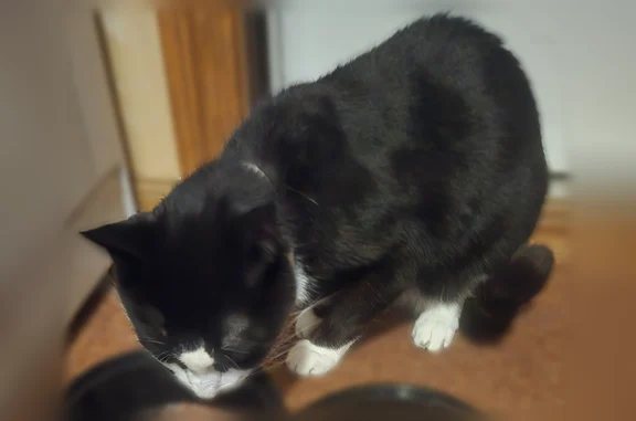 Found cat Melrose Park, photo: Found cat, Melrose Ave & Drummond Ave, Melrose Park - tuxedo, no name