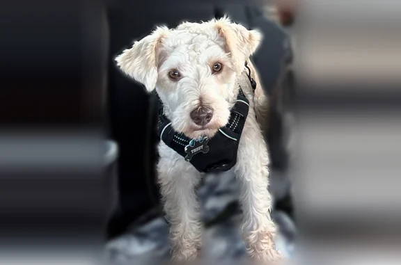 Lost dog, Naaman Forest Boulevard, Garland — male beige miniature schnauzer - photo