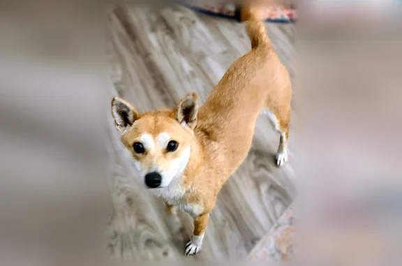 Suki is light brown/orange Shiba Inu, with a little white on her paws. She has a curly tail, and looks like a fox. DO NOT APPROACH, just call me at (715) 441-0885