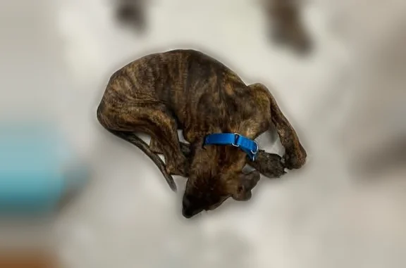 Lost pets Dallas, photo: Lost dog, Mapleleaf Lane, 3156, Dallas — male brindle puppy with a purple collar