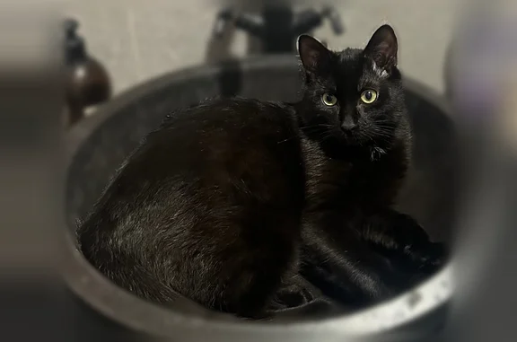 Chat perdu, Paris, photo: Chat perdu mâle, Rue Armand Carrel, 66, Paris - tout noir