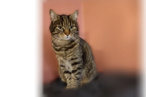 Perdu chat, Avenue 30eme Groupe de Chasseurs, 14, Lunéville - tigré, castré - photo