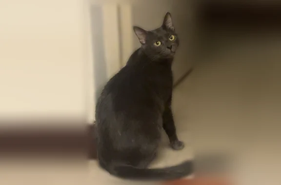 Chat perdu, Avenue Marius Moutet, 3, Valence - femelle, petite, yeux jaunes - photo