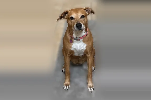 Lost dog, Ocoee, Florida, Selbyville - female lab mix, skittish - photo