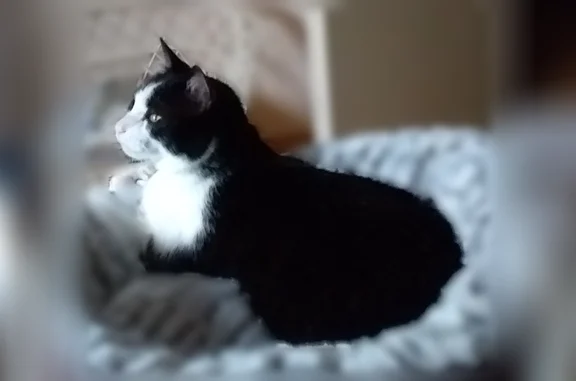 Chat perdu mâle, Route de l'Espiguette, 3430, Le Grau-du-Roi — noir et blanc, pucé - photo