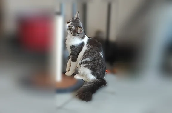 Chat perdu mâle, Rue Dejussieu Pontcarral, 48, Toulon — gris et blanc - photo