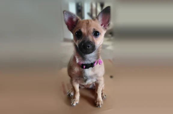 Tan some black markings short hair, chihuahua mix approx 10 pounds. Slipped out the back door
