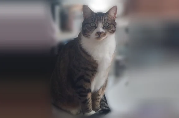 Chat perdu mâle, Rue des Faures, Lamarque - blanc tigré noir et marron - photo