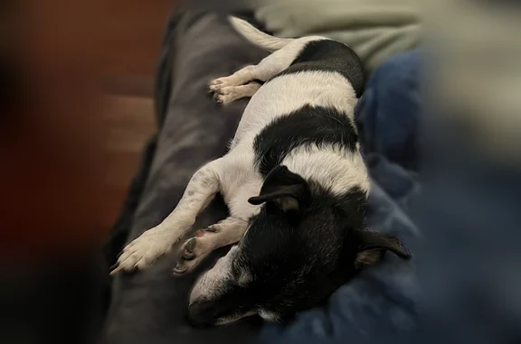 Found pets Tucson, photo: Found dog, North Campbell Avenue, 3250, Tucson - small black and white, very sweet
