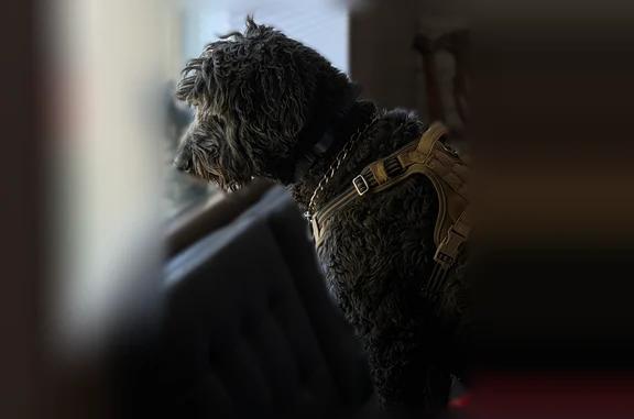 Lost dog, East 145th Road North, 4024, Idaho Falls - male, very large black goldendoodle - photo