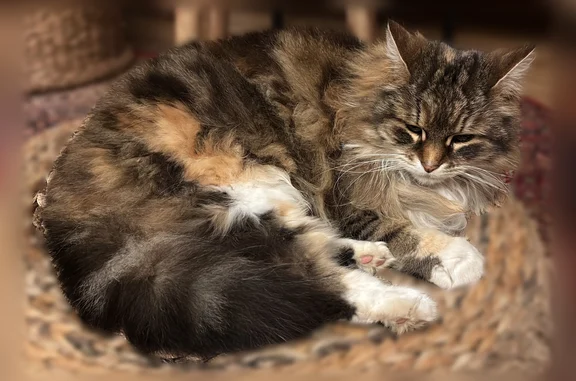 Chat perdu, femelle, Rue Henri Bataille, Limoges - tigré et poils assez longs - photo