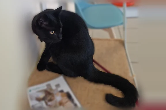 Chat perdu mâle, Rue Croas Talud, Douarnenez - noir, yeux jaunes - photo
