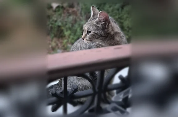 Chat trouvé Paris, photo: Chat trouvé femelle, Pantin, Île-de-France, Paris - jeune chatte tigrée