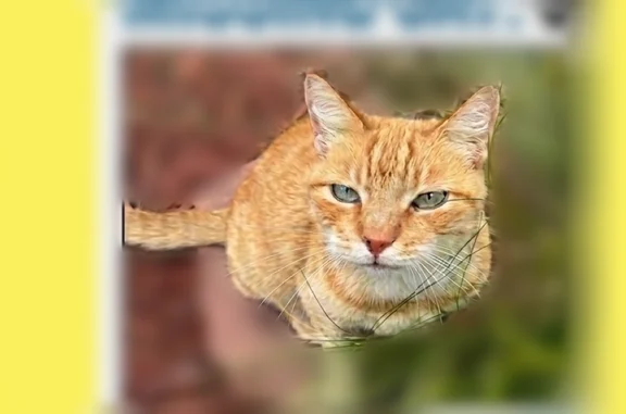 Lost cat, Northwest 37th Street, 2609, Oklahoma City - photo