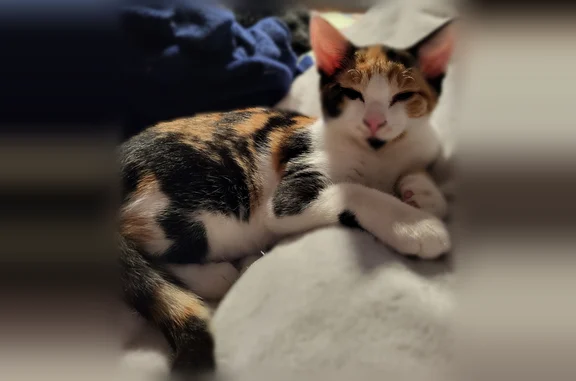 Lost cat, Darnaby Avenue, 403, Hampton - juvenile calico female, gray flea collar - photo