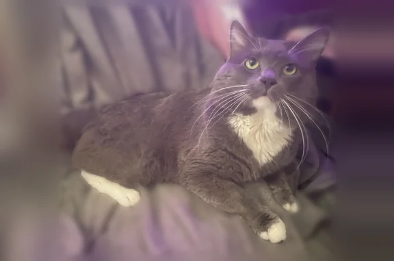 Lost cat, Kenmore Avenue, 1163, Village of Kenmore, Buffalo - male, white paws - photo