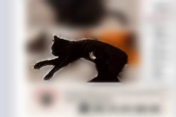 Chat perdu, Nantes, photo: Chat perdu mâle, Rue Ferdinand Buisson, 13, Nantes - noir avec tâche blanche