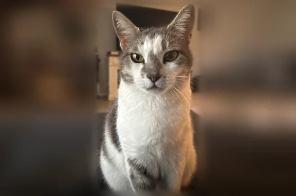 Lost cat, Avenue H, 4811, Austin — female, small, large gray marking - photo