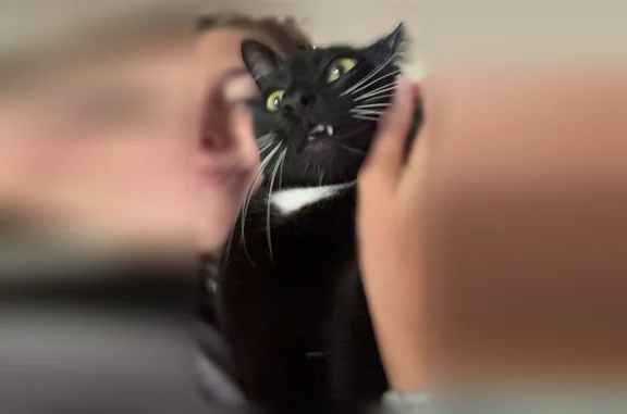 Lost cat, North River Ridge Bo...