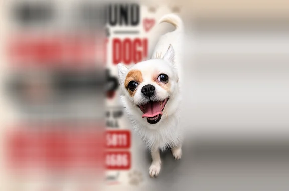 Found pets Brooklyn, photo: Found dog, 11th Street, 117D, Brooklyn — female, small white Chihuahua with 2 brown stains