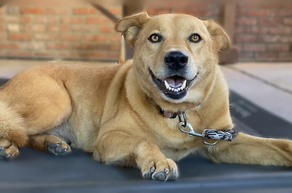 Lost dog, South Avenue 19, 259, Los Angeles - female, golden coat, pink collar - photo