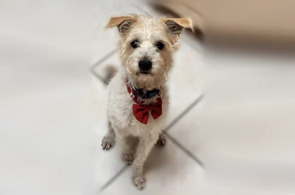 Lost dog, West 12th Street, 618, Westside, Odessa - male - photo