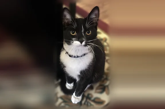 Lost cat, Winchester, Nevada,...