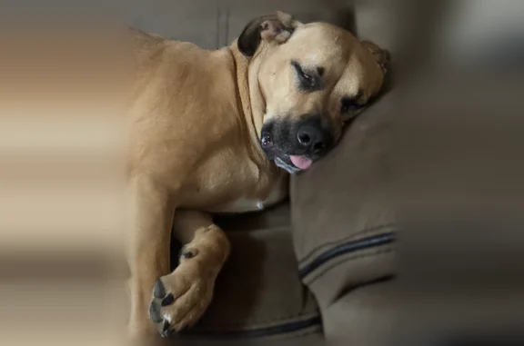 Lost dog, North 600 West, 1685, Louisville - scared, with a nub tail and a Seresto collar - photo