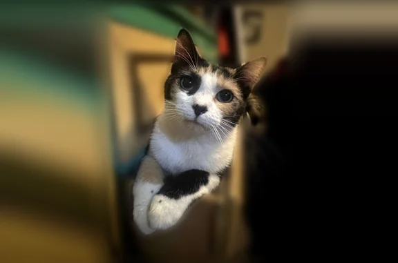 Lost cat, Chris Craft Drive, 1...