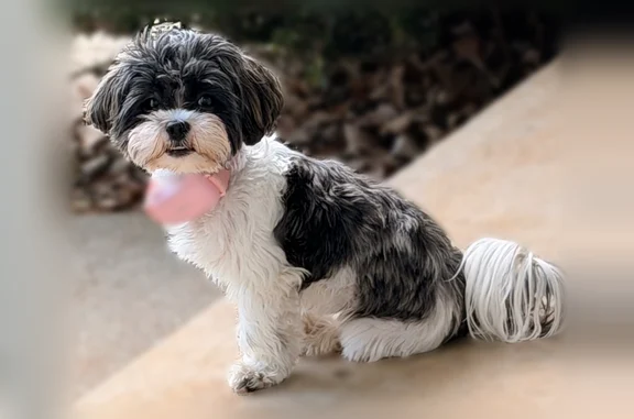 Lost dog, Sharp Road, 19452, Athens - female Shih Tzu - photo