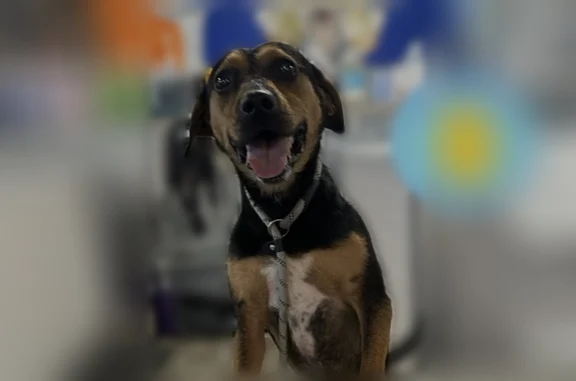 Lost dog, Tulsa, Oklahoma, Corpus Christi - male, black and tan, 40 lbs - photo
