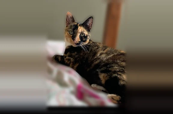 Lost cat, Flint Rock Road Sout...