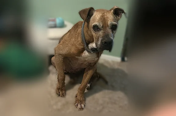 Lost dog, Bess Town Road, 525, Bessemer City - very old, brown with white chest and white stripe on neck - photo