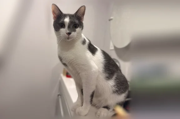 Lost cat, female, Thomas Stree...