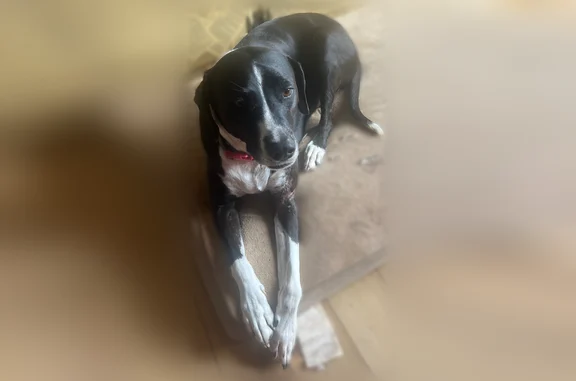 Lost dog, Old Charleston Road Northeast, 1302, Cleveland - male, big, red collar - photo