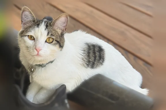 Wears a green collar (break away, so could be gone) Large white striped polka dot on his back. Is chipped