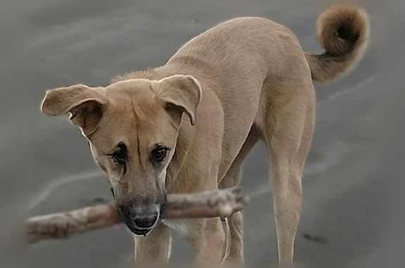 Missing dog Mineral, photo: Lost dog, Mineral Creek Road, 428, Mineral - female