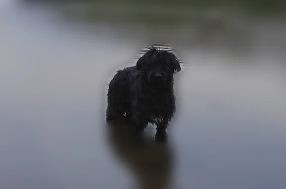 All black with white patch of fur on chest. Skittish around humans and animals.