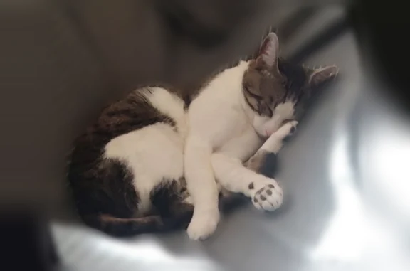 Chat blanc tigré gris