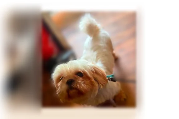 Lost dog, Fellow Street, 5821, Columbus, Birmingham — male white Shih Tzu with tan ears and feet - photo