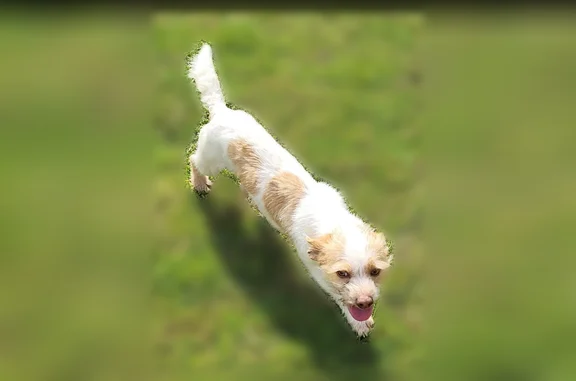 Lost dog, Rogers Lake Road, 7062, Lithonia - male, white and tan, hazel eyes - photo