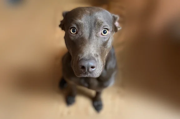 Lost dog, Rose Canyon Drive, 3...