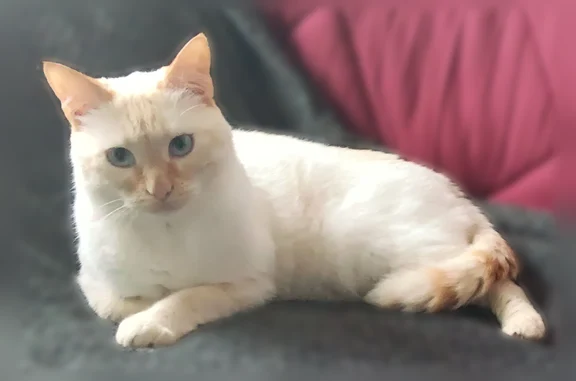 Chat perdu mâle, Rue de Provence, 12, Varennes-sur-Allier - blanc, yeux bleus - photo