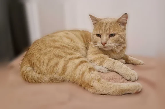 Chat perdu mâle, Passage de l'Arborétum, 2, Orléans - craintif, pucé, vacciné - photo