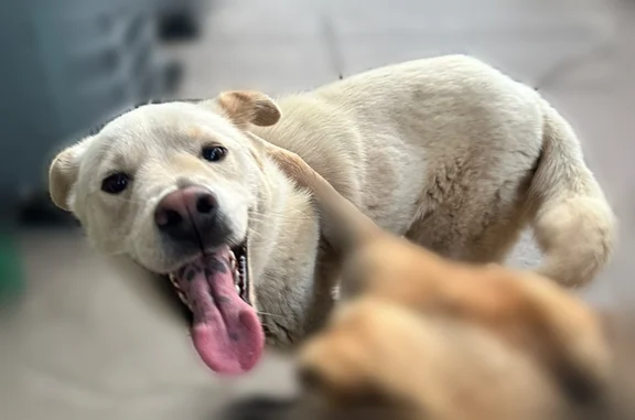 Lost dog, Indian Street, 12013...