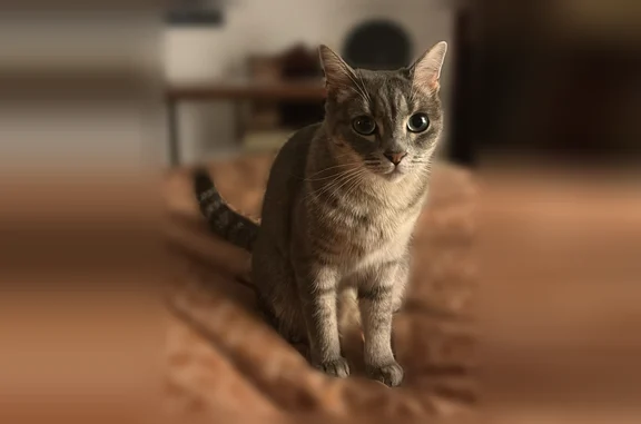 Chat perdu, femelle, Rue Neuve, 24, Vergèze - gris et mince - photo